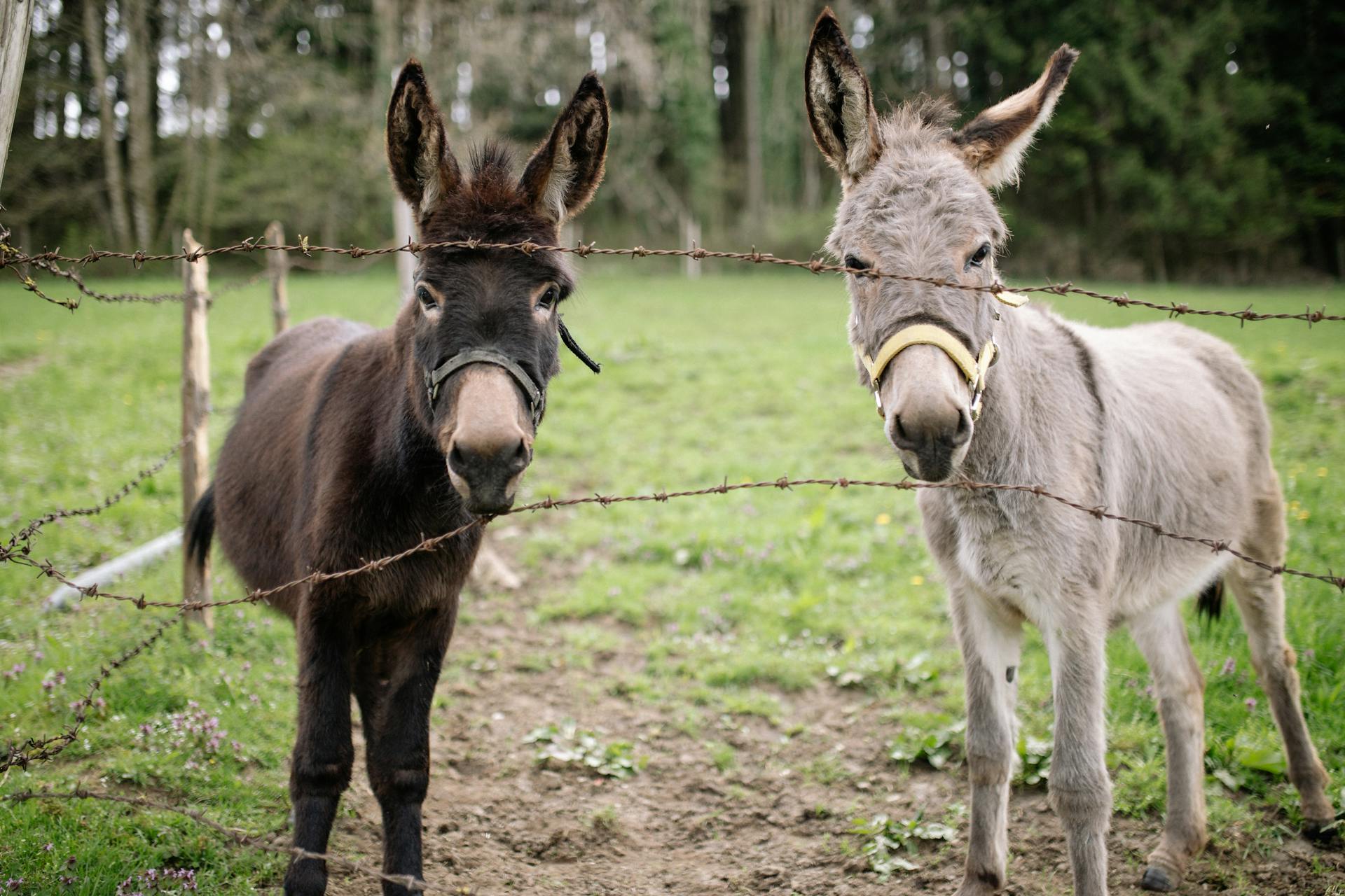Donkeys