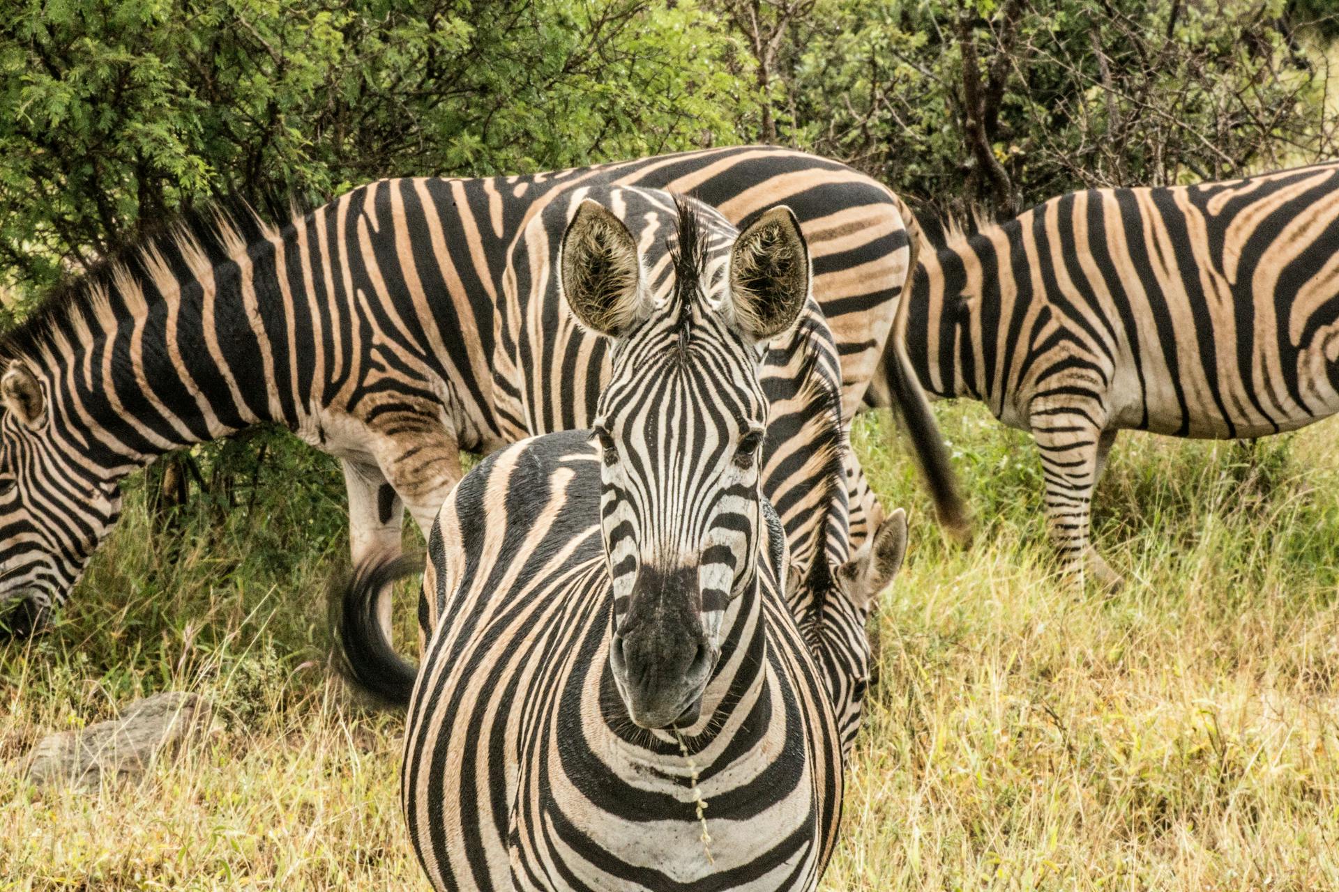 Zebra